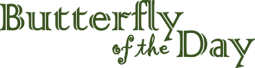 Butterfly of the Day Logo